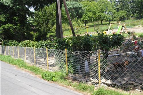 Špatně tvarovaný živý plot z habru.