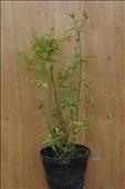 Kerria japonica (zákula japonská)