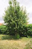 Výsadba - Prunus padus (střemcha obecná)