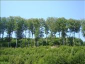 Vzrostlý porost lesních buků