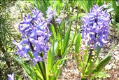 Hyacinty