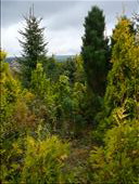 zlatožluté tuje a cypřišky, v pozadí Picea omorica a napravo kompaktní borovice