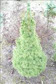 Picea glauca Conica (zakrslý smrk bílý)