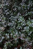 Malonyana aquafolium (cesmína ostrolistá)