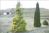 zleva Chamaecyparis lawsoniana Aurea, Thuja occ. Smaragd, Picea glauca Alberta Globe
