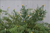 Kerria japonica (zákula japonská)