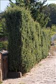 Juniperus communis Hibernica (jalovec)