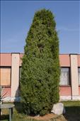 Juniperus communis Obelisk (jalovec)