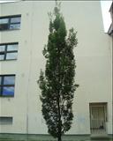 Quercus robur Fastigiata (dub letní)