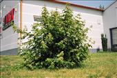 Acer campestre (javor polní - babyka)