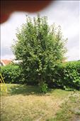 Prunus padus (střemcha obecná)