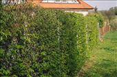 stejný živý plot z habrů během různých vegetačních fází - na jaře při rašení v Ochozi