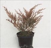 Juniperus sabina Rockery Gem (jalovec)