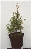 Juniperus comunis (jalovec)