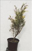 Juniperus sabina (jalovec)