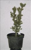 Taxus baccata (tis)