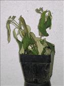 Viburnum rhytidophyllum - kalina vrasčitolistá