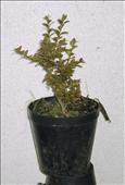 Buxus sempervirens (zimostráz)