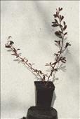 Cotoneaster salicifolius - skalník vrbolistý