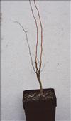 Salix tortuosa Matsudana - nízká pokroucená vrba