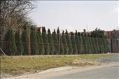 Thuja Smaragd - živý plot 10 let po výsadbě, dosud nezapojený
