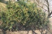 Berberis julinae (dřišťál Juliin)- živý plot asi 12 let po výsadbě
