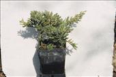 Juniperus squamata (jalovec)