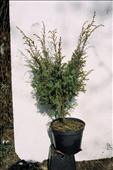 Juniperus chinensis (jalovec)