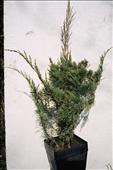 Juniperus sabina (jalovec)