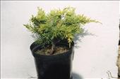 Juniperus chinensis Old Gold (jalovec)