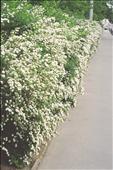 Spiraea vanhouttei (tavolník van Houtteův) - v době květu