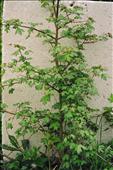 Acer campestre - javor polní (babyka) - vzrostlejší sazenice