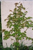 Acer campestre - javor polní (babyka)