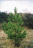 Pinus (borovice)